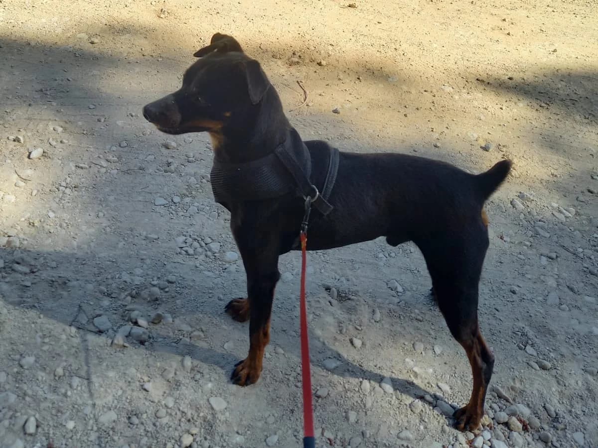 Rosmon, male mixed breed for adoption at Melampo, Melampo photo 3