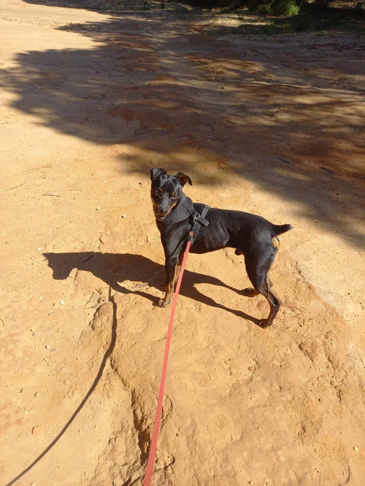 Rosmon, male mixed breed for adoption at Melampo, Melampo photo 4