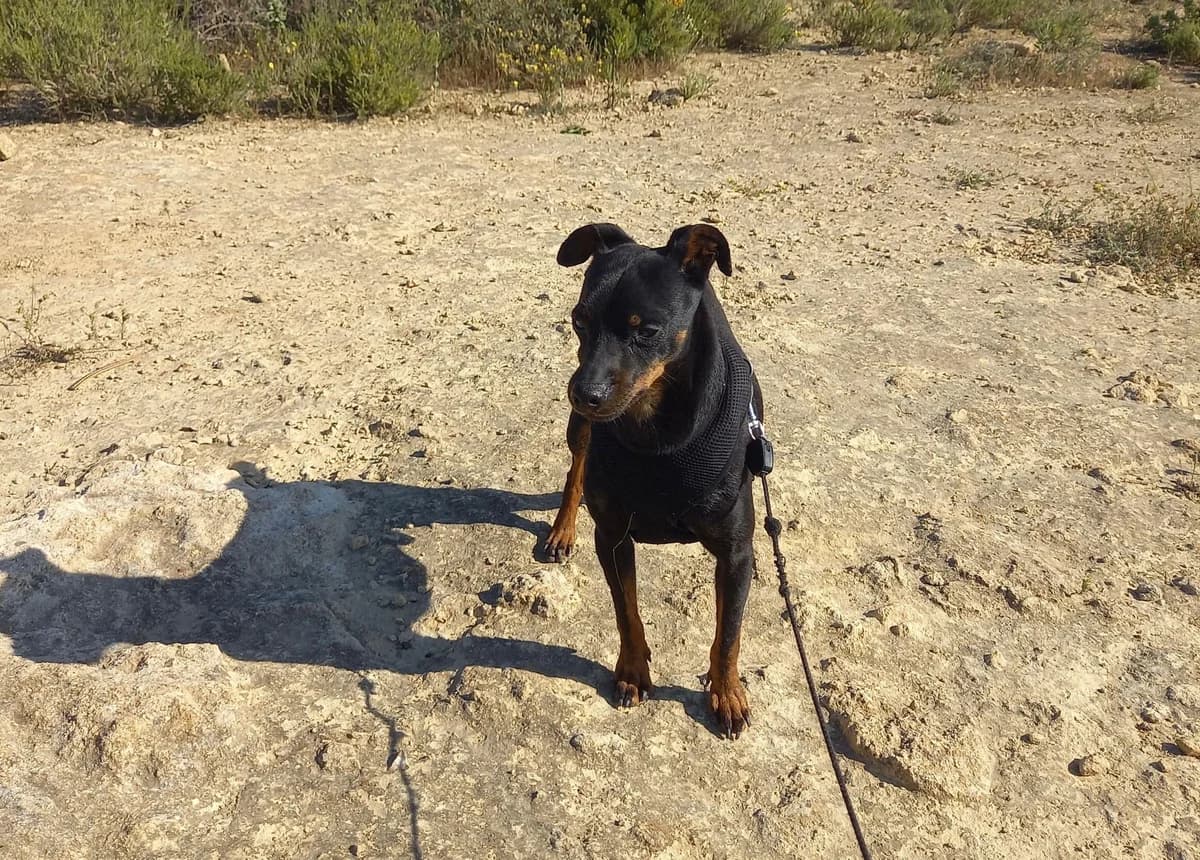 Rosmon, male mixed breed for adoption at Melampo, Melampo photo 5