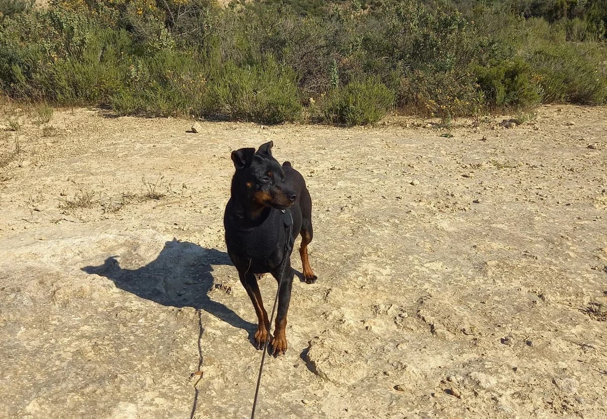 Rosmon, male mixed breed for adoption at Melampo, Melampo photo 6