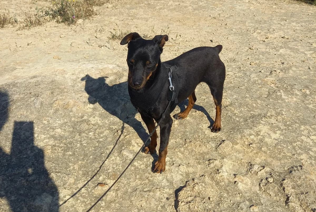 Rosmon, male mixed breed for adoption at Melampo, Melampo photo 7