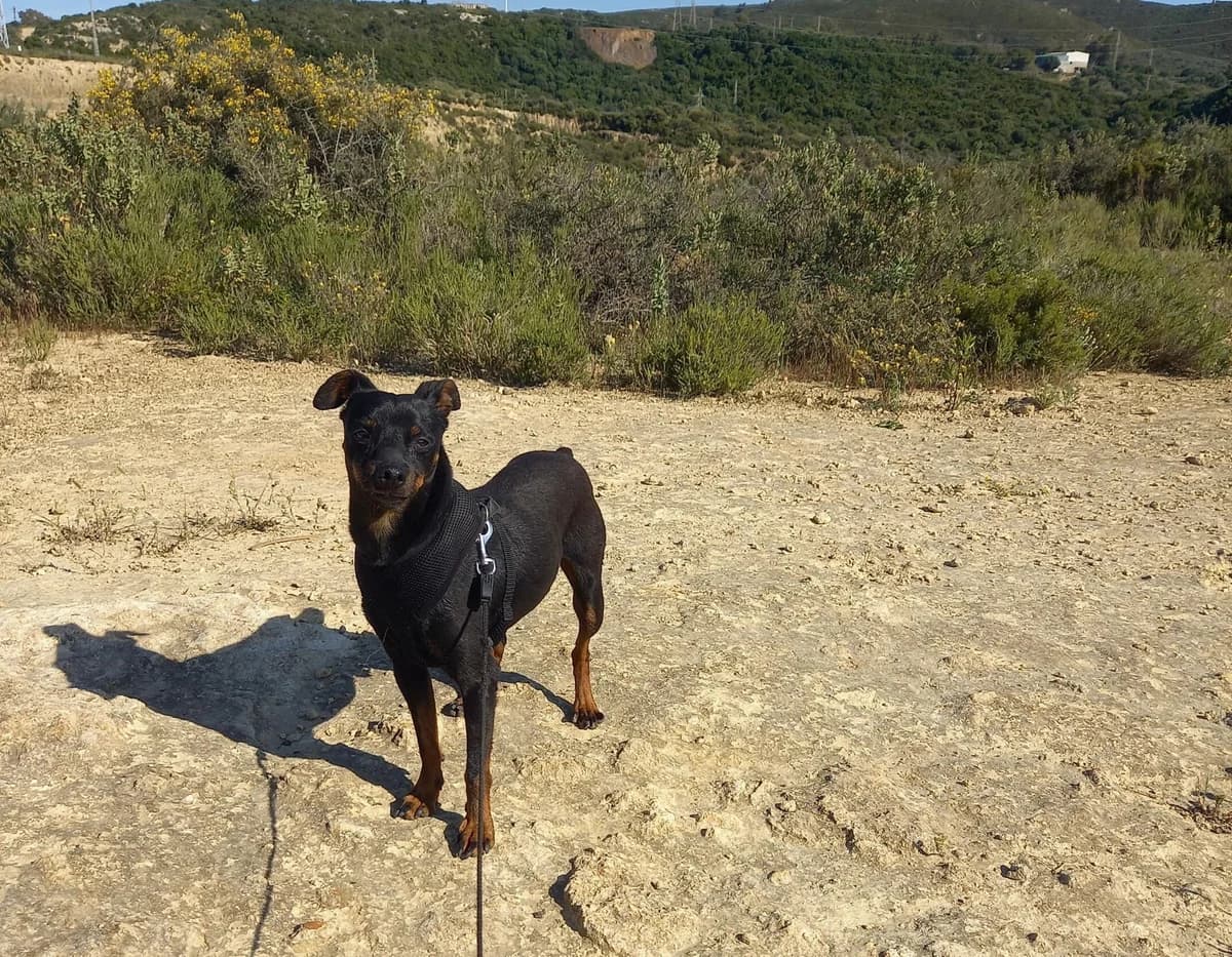 Rosmon, male mixed breed for adoption at Melampo, Melampo photo 8