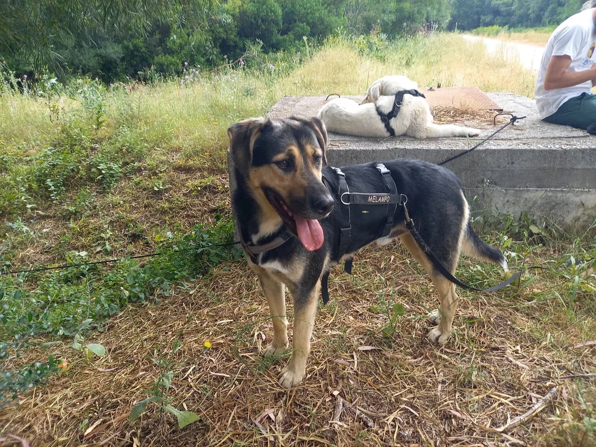 Sasso, male mixed breed for adoption at Melampo, Melampo photo 2