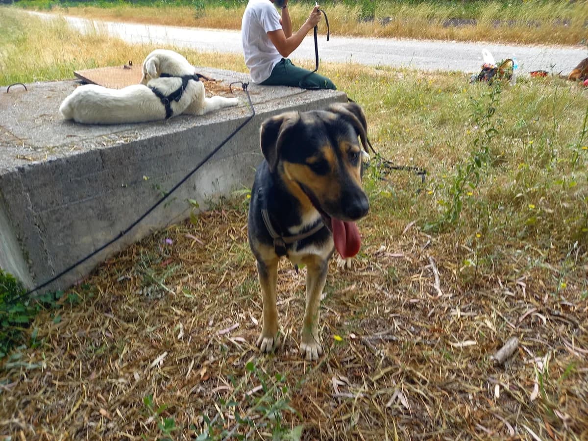 Sasso, male mixed breed for adoption at Melampo, Melampo photo 3