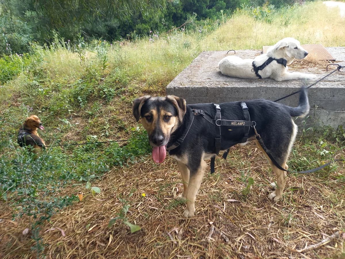 Sasso, male mixed breed for adoption at Melampo, Melampo photo 4