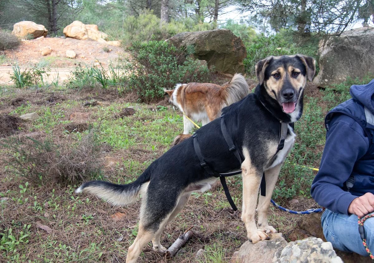 Sasso, male mixed breed for adoption at Melampo, Melampo photo 5