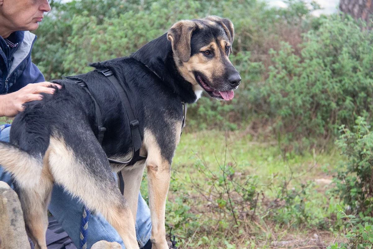 Sasso, male mixed breed for adoption at Melampo, Melampo photo 6