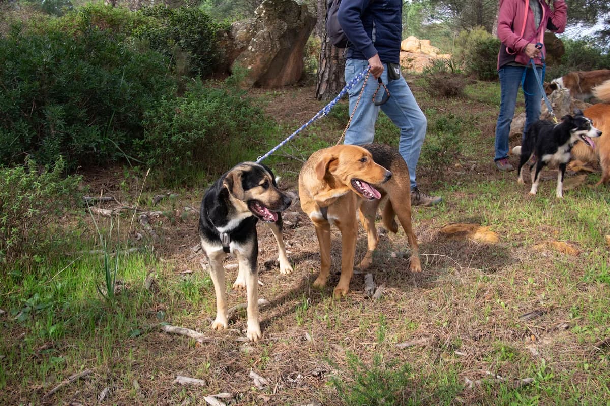 Sasso, male mixed breed for adoption at Melampo, Melampo photo 7