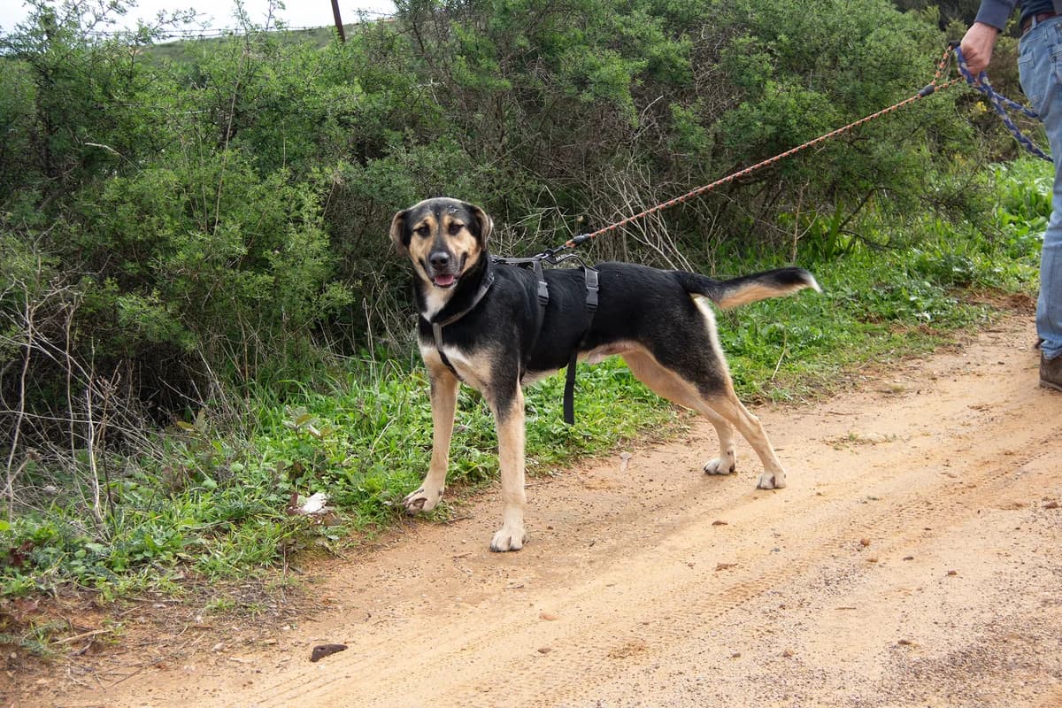 Sasso, male mixed breed for adoption at Melampo, Melampo photo 8