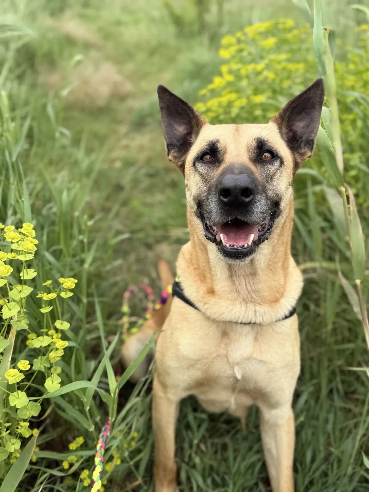 Scobby, male 3yo Mixed Breed for adoption at Melampo, Melampo