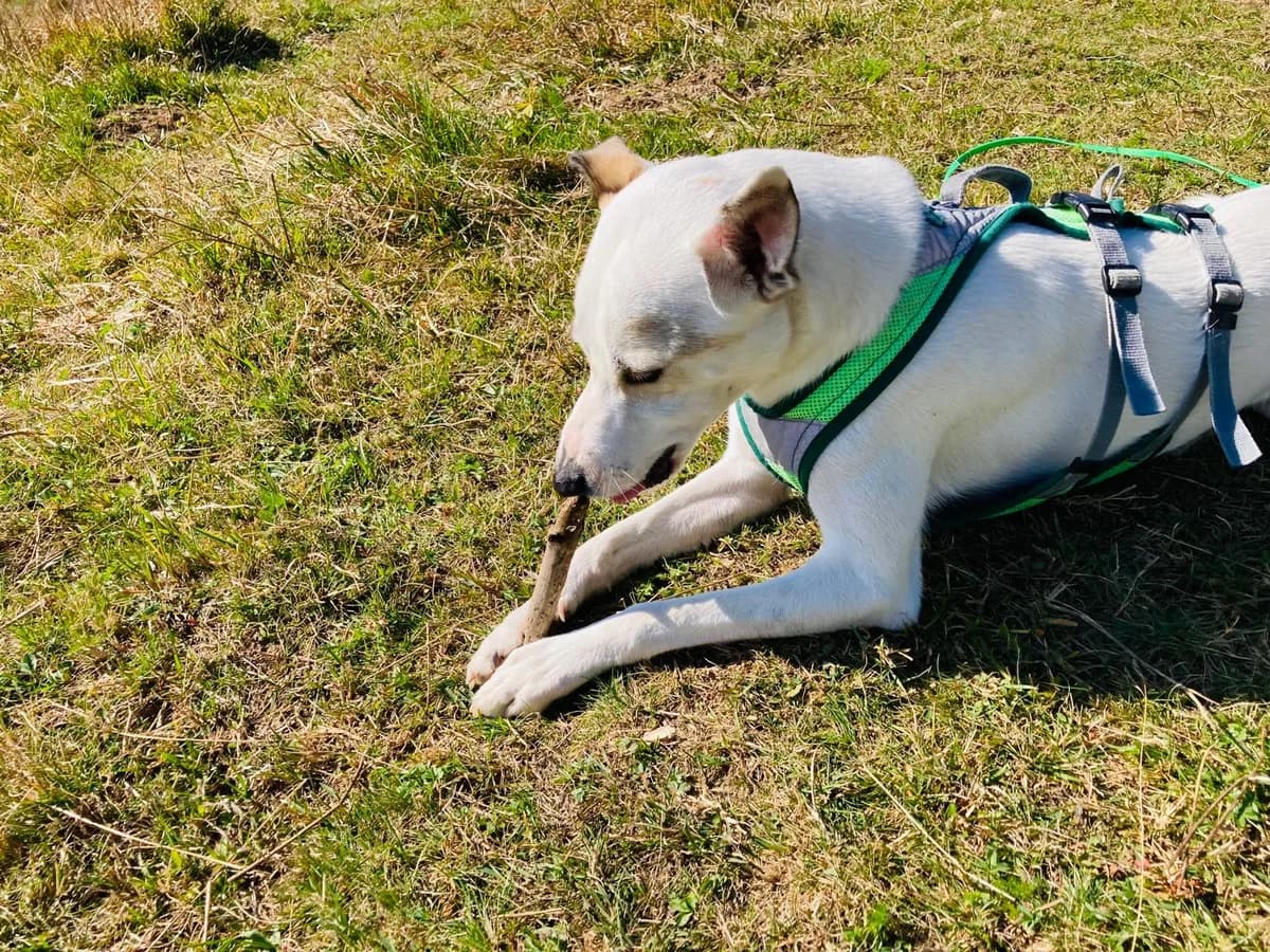 Sebas, male Labrador Retriever for adoption at Melampo, Melampo photo 2