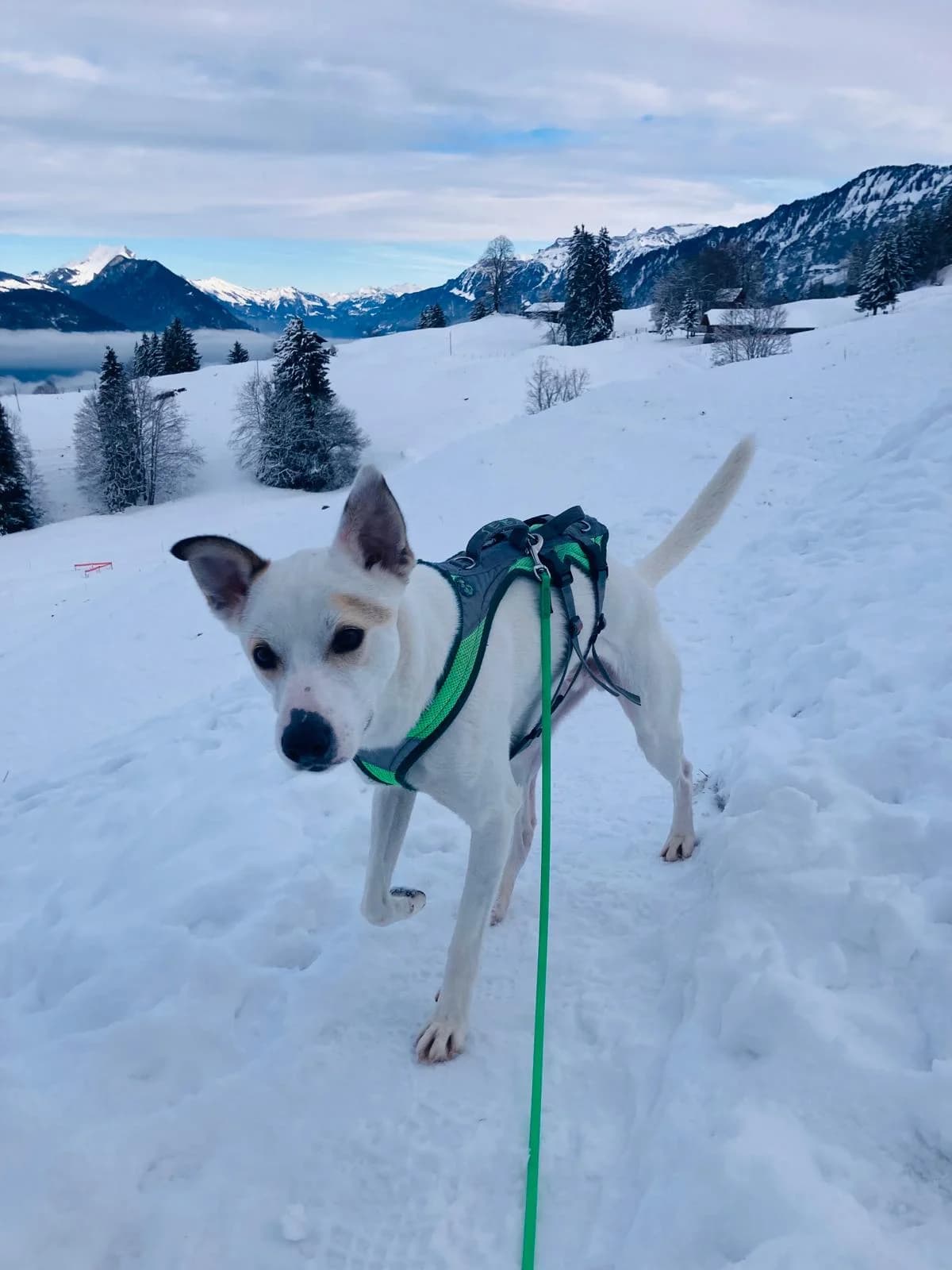 Sebas, male Labrador Retriever for adoption at Melampo, Melampo photo 3