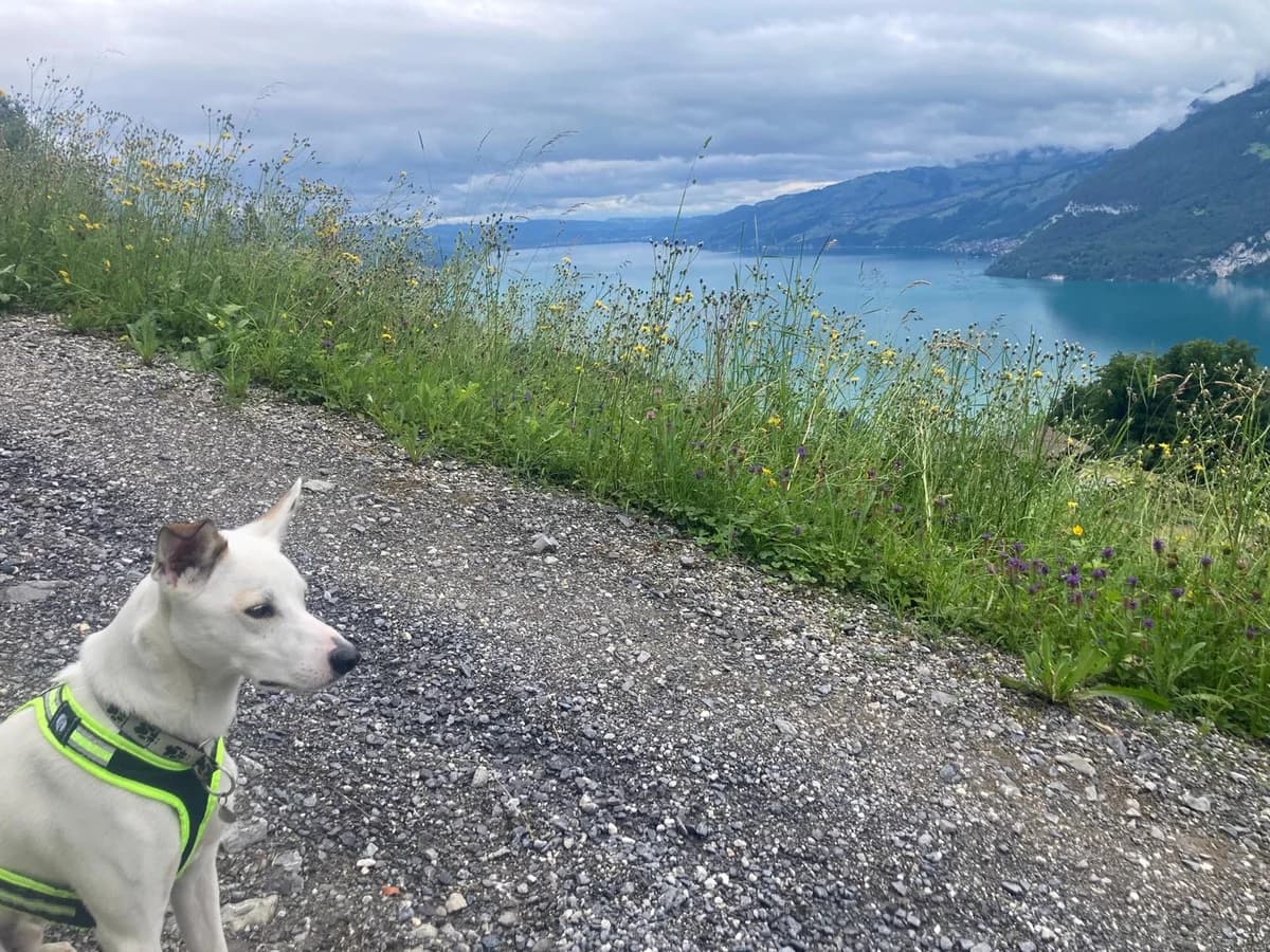 Sebas, male Labrador Retriever for adoption at Melampo, Melampo photo 4