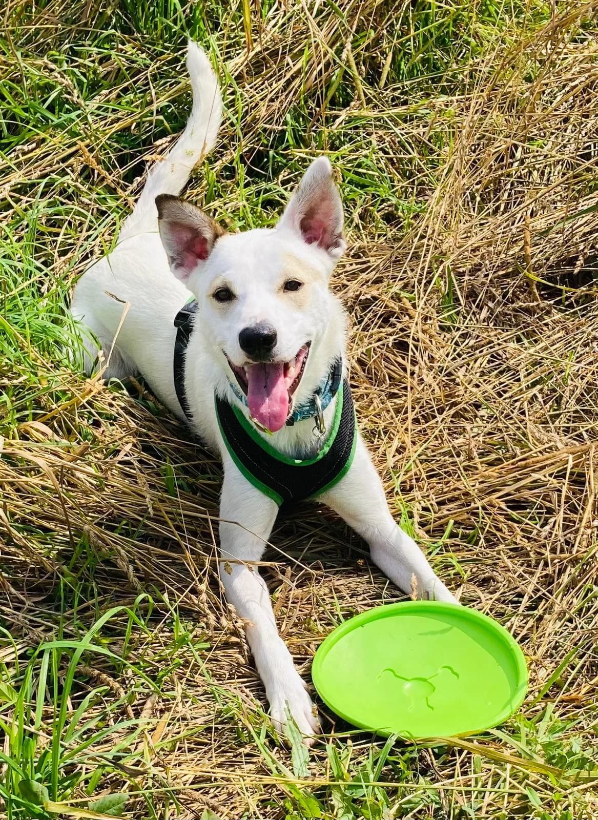 Sebas, male Labrador Retriever for adoption at Melampo, Melampo photo 5