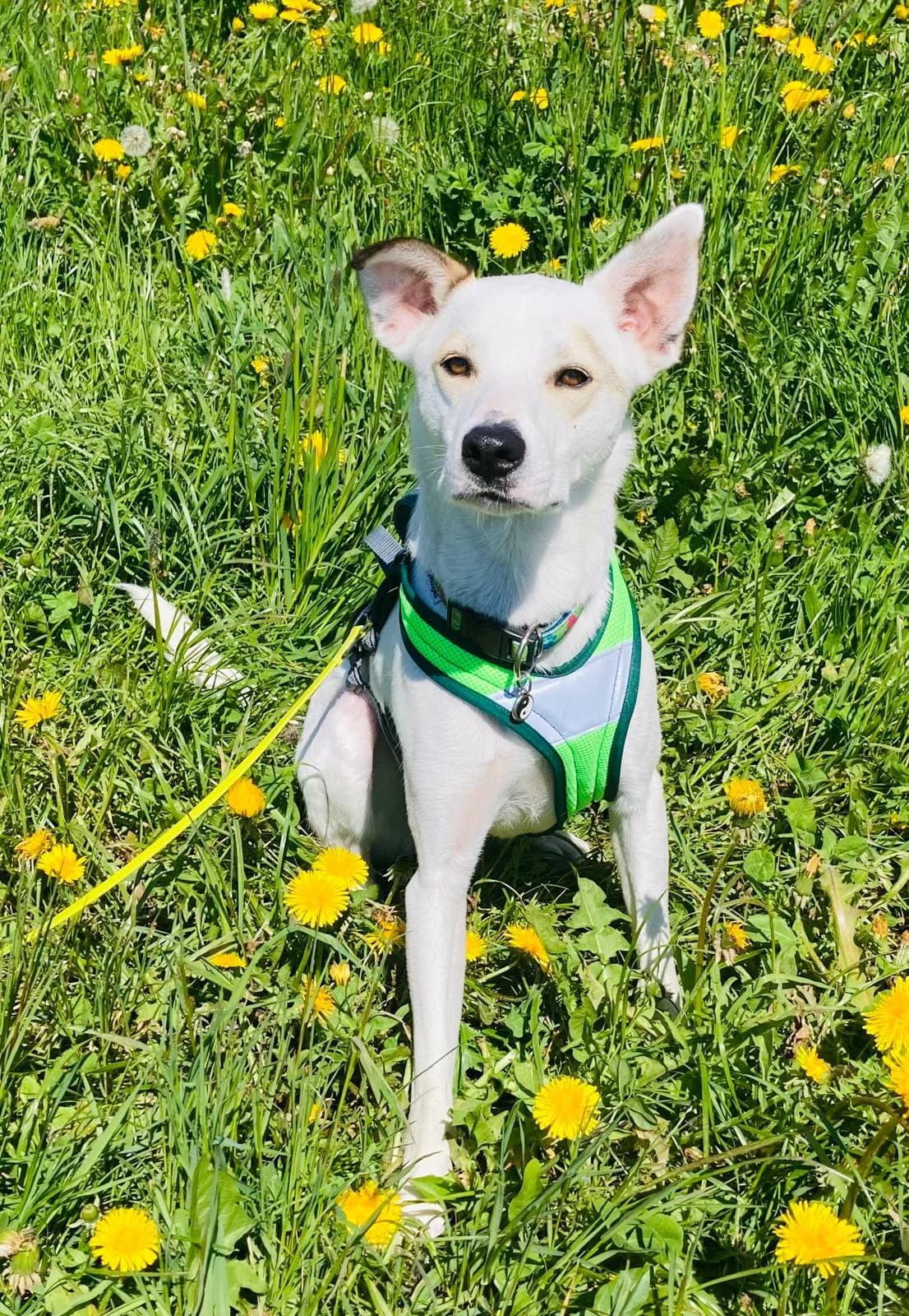 Sebas, male Labrador Retriever for adoption at Melampo, Melampo photo 6