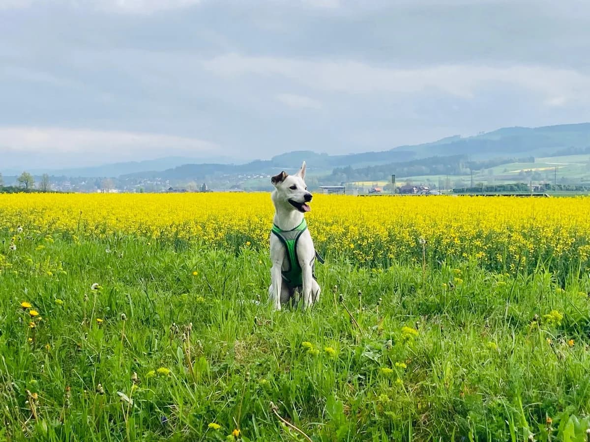 Sebas, male Labrador Retriever for adoption at Melampo, Melampo photo 7