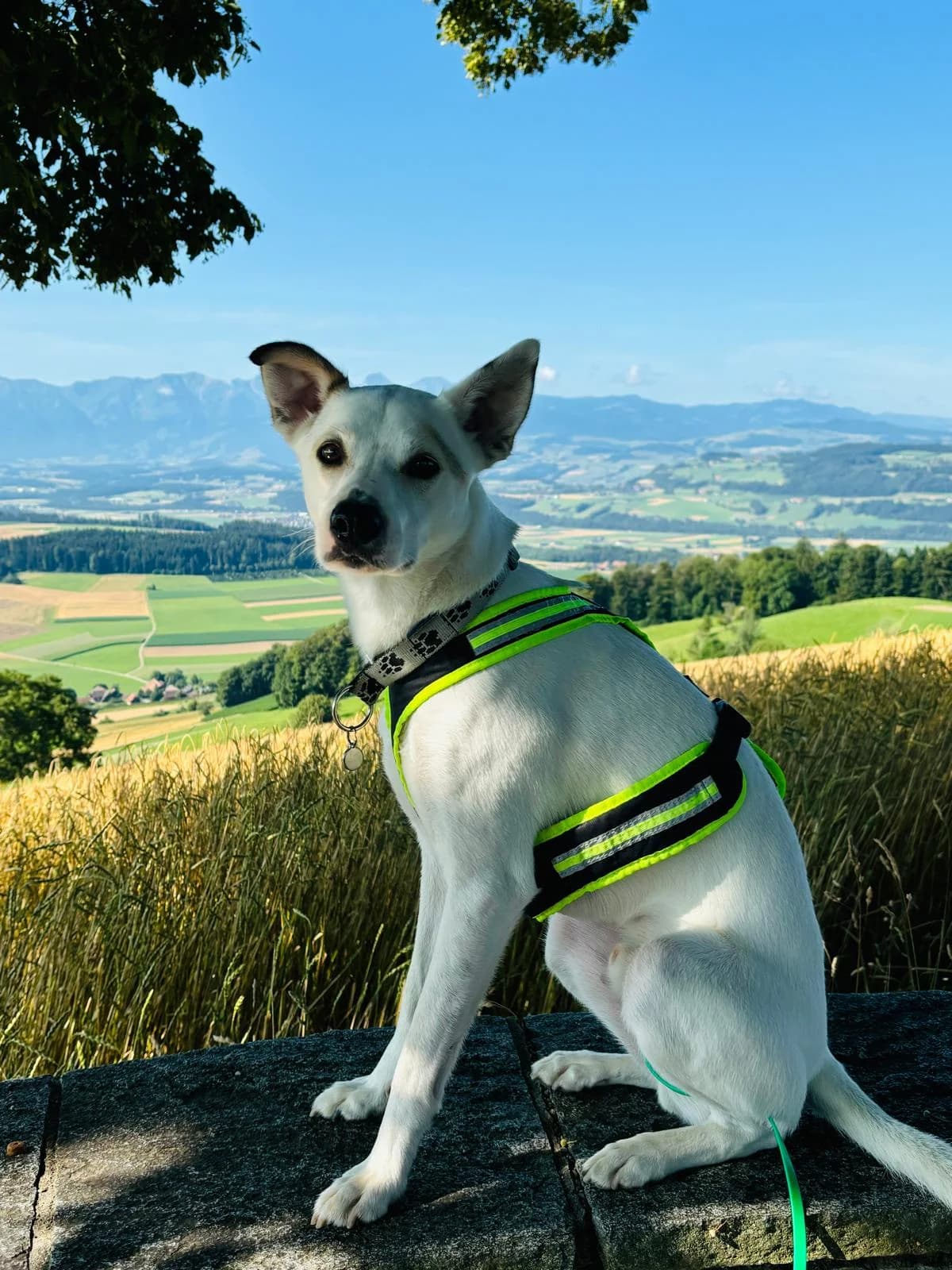 Sebas, male Labrador Retriever for adoption at Melampo, Melampo photo 8