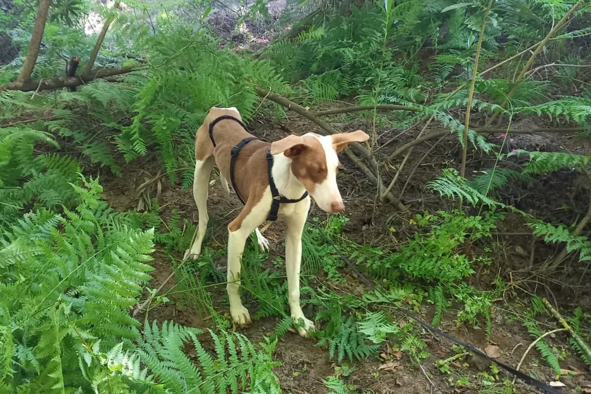 Sidney, male Podenco for adoption at Melampo, Melampo photo 2
