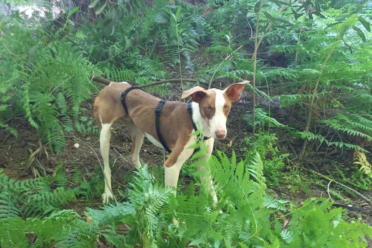 Sidney, male Podenco for adoption at Melampo, Melampo photo 3