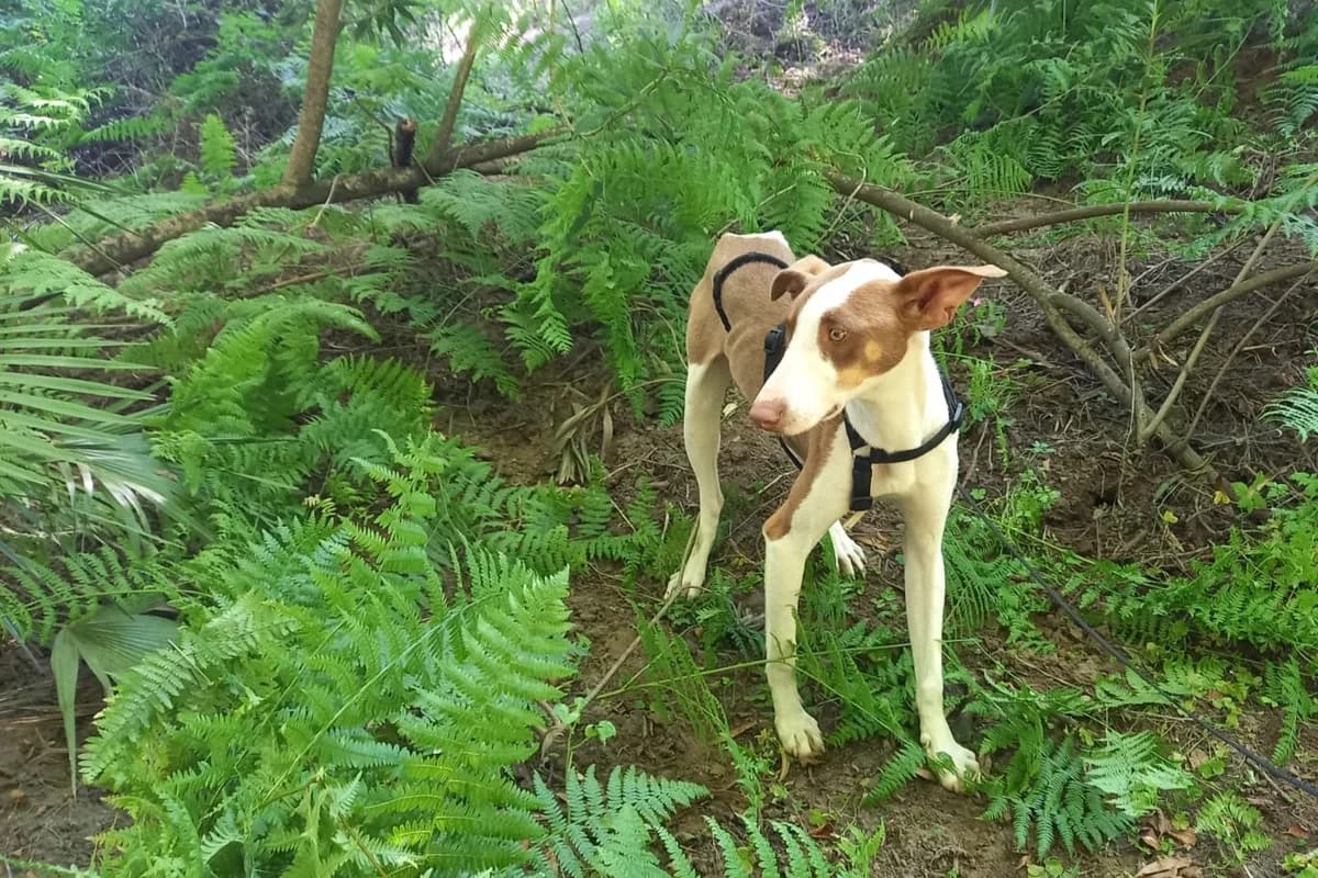 Sidney, male Podenco for adoption at Melampo, Melampo photo 4
