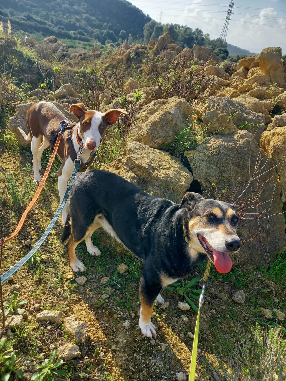 Sidney, male Podenco for adoption at Melampo, Melampo photo 5