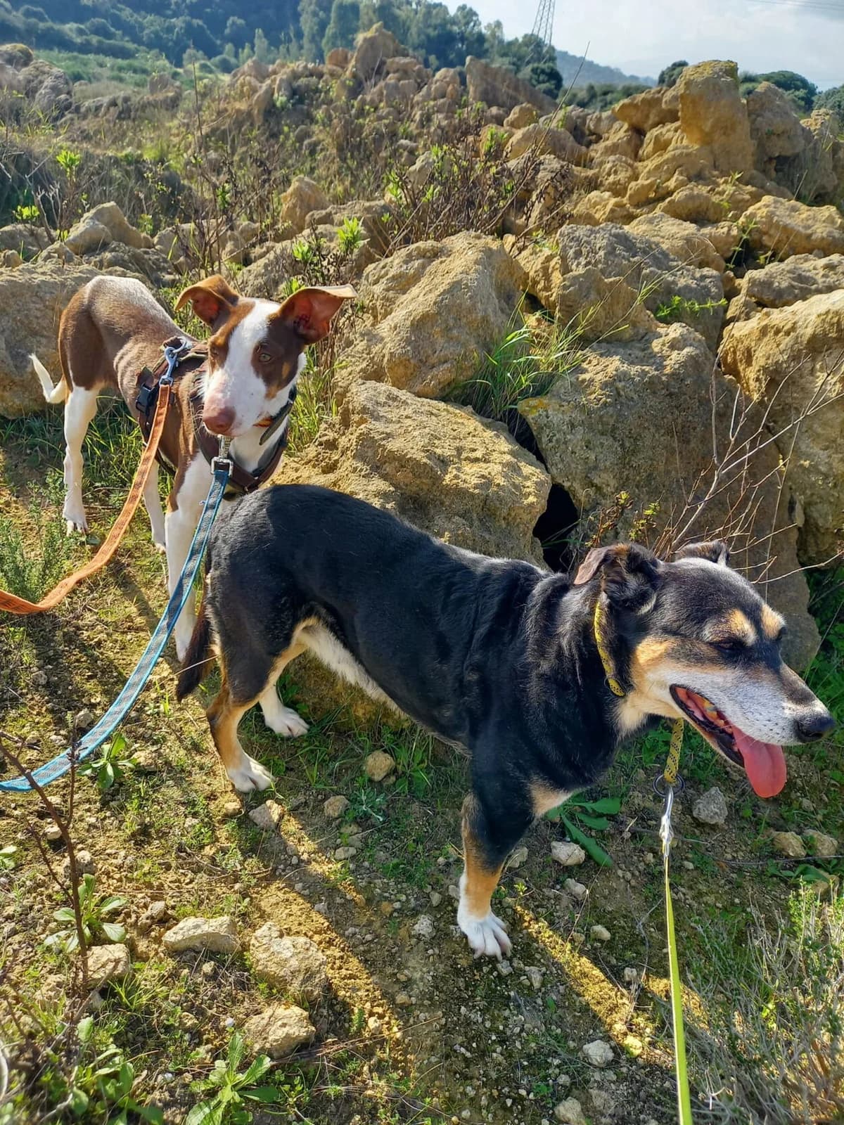 Sidney, male Podenco for adoption at Melampo, Melampo photo 6