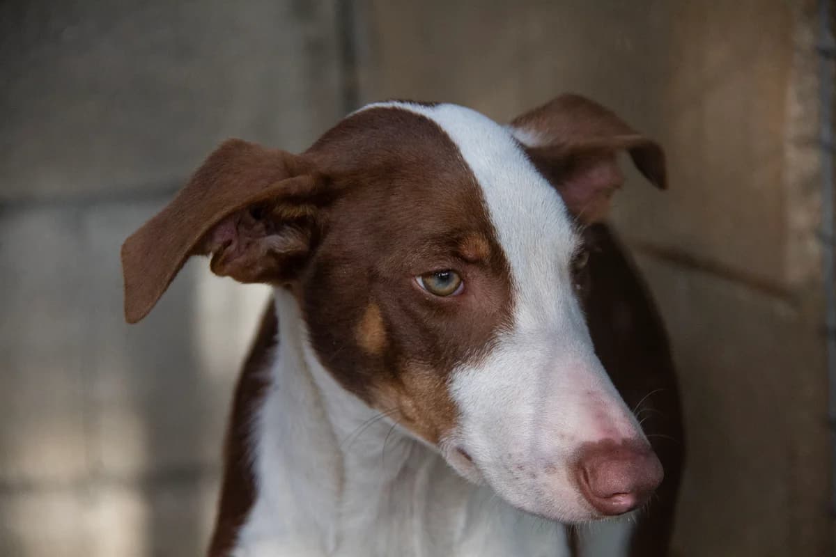 Sidney, male Podenco for adoption at Melampo, Melampo photo 7