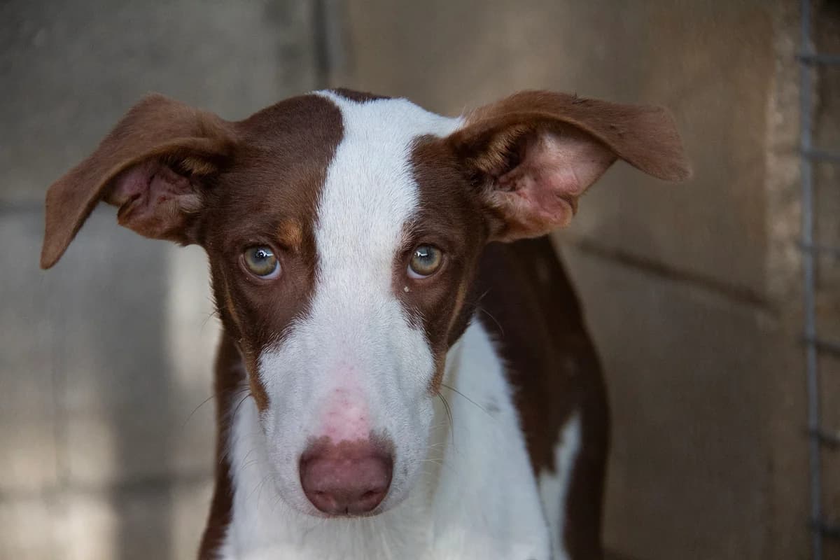 Sidney, male Podenco for adoption at Melampo, Melampo photo 8