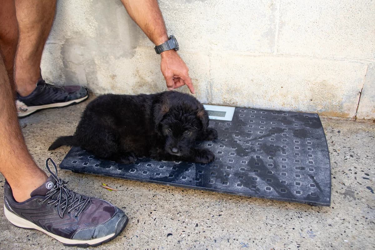 Siro, male puppy Mixed Breed for adoption at Melampo, Melampo