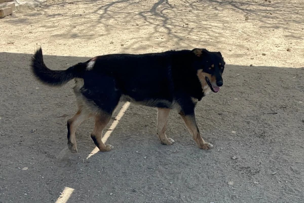 Sudoku, male Mixed Breed for adoption at Melampo, Melampo photo 3