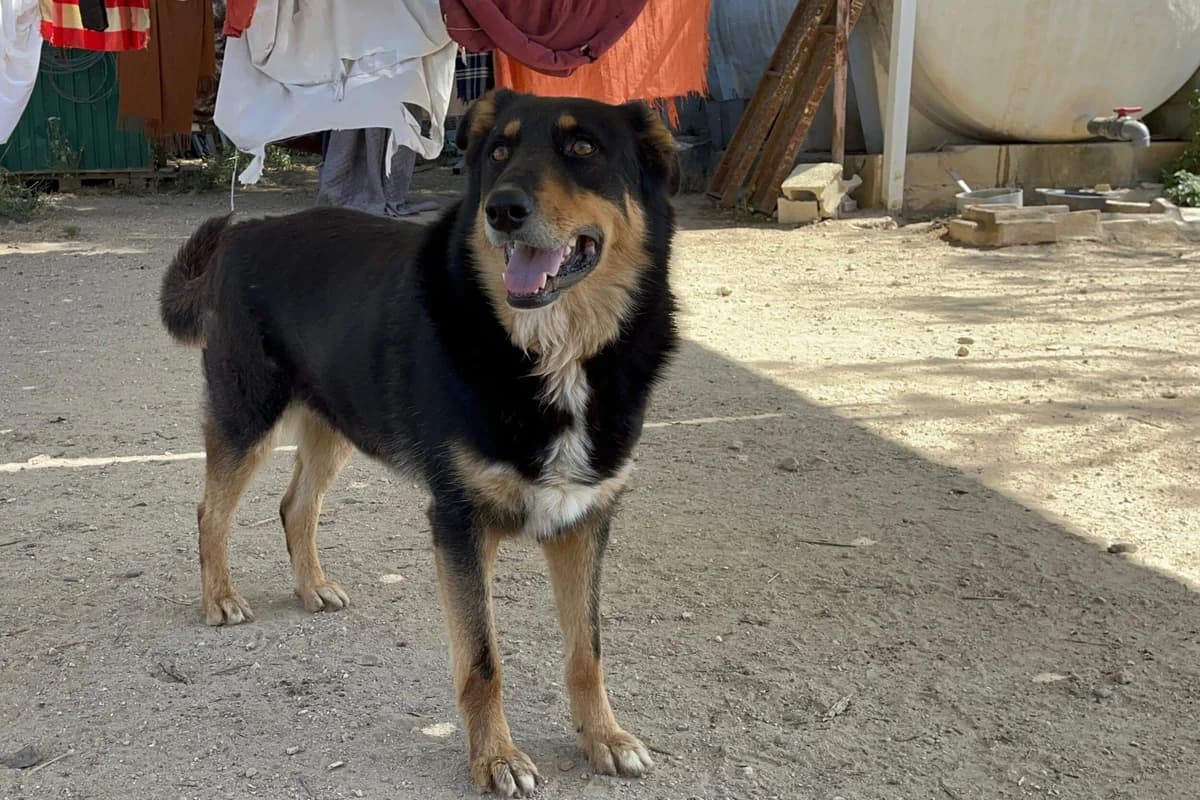 Sudoku, male Mixed Breed for adoption at Melampo, Melampo photo 4