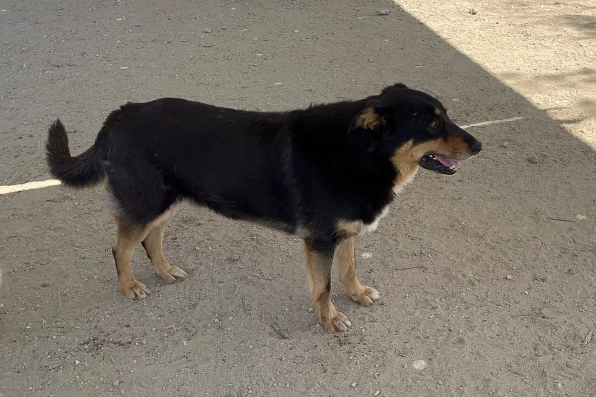 Sudoku, male Mixed Breed for adoption at Melampo, Melampo photo 5