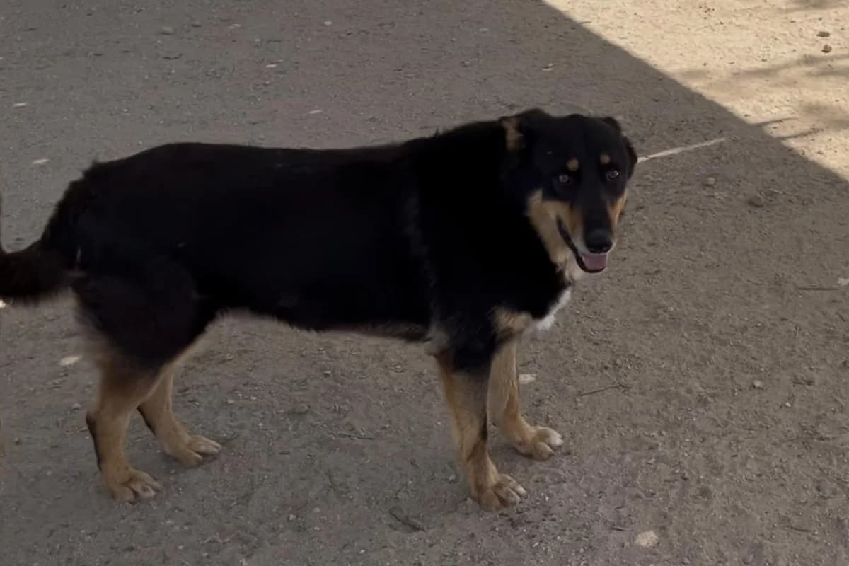 Sudoku, male Mixed Breed for adoption at Melampo, Melampo photo 6