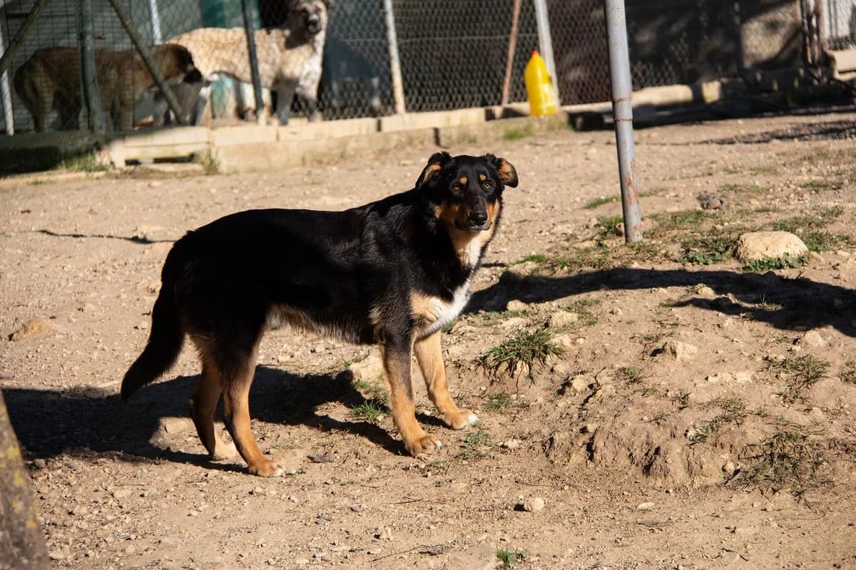Sudoku, male Mixed Breed for adoption at Melampo, Melampo photo 7