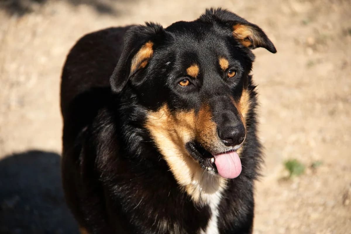 Sudoku, male Mixed Breed for adoption at Melampo, Melampo photo 8