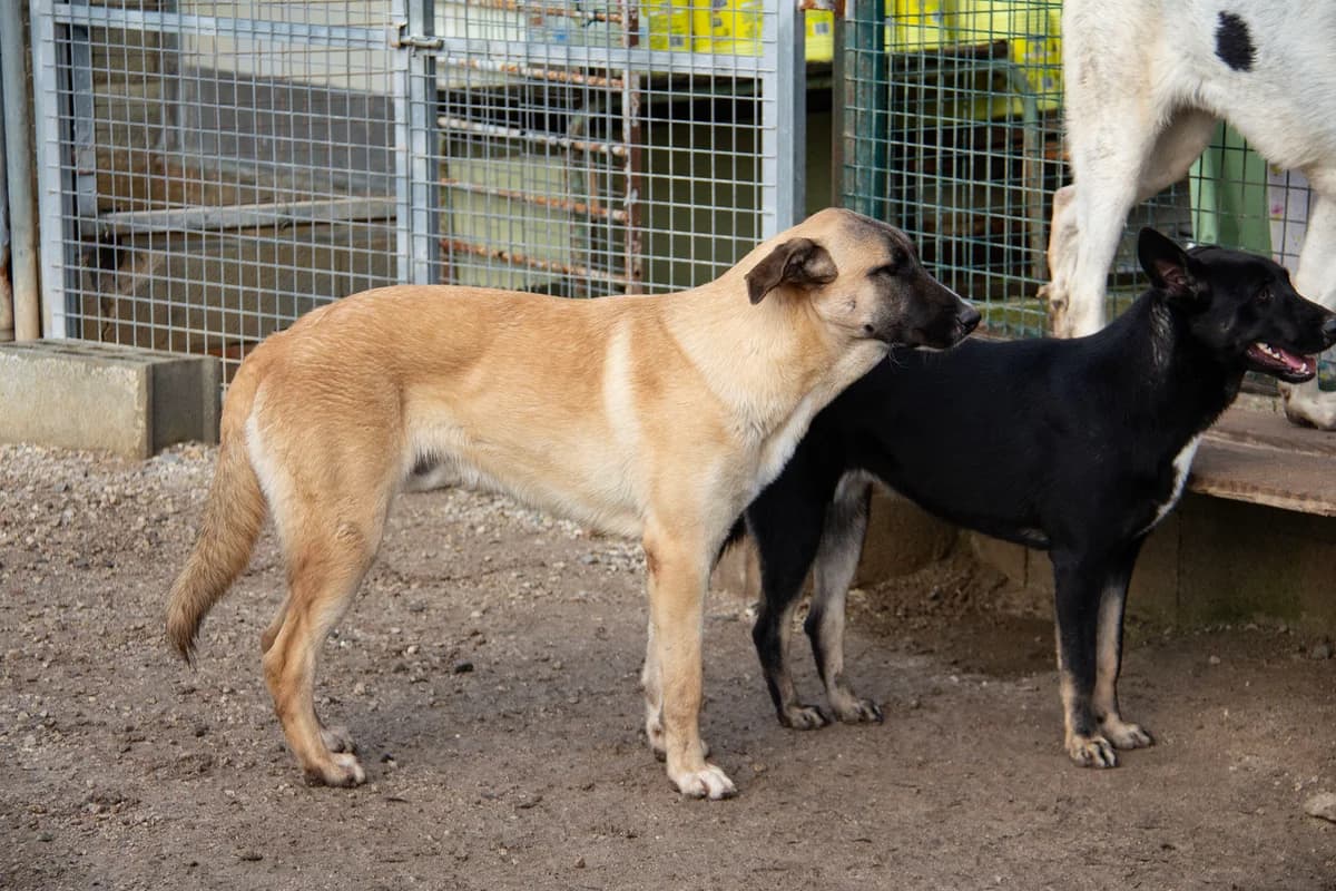 Torx, male Mixed Breed for adoption at Melampo, Melampo photo 3