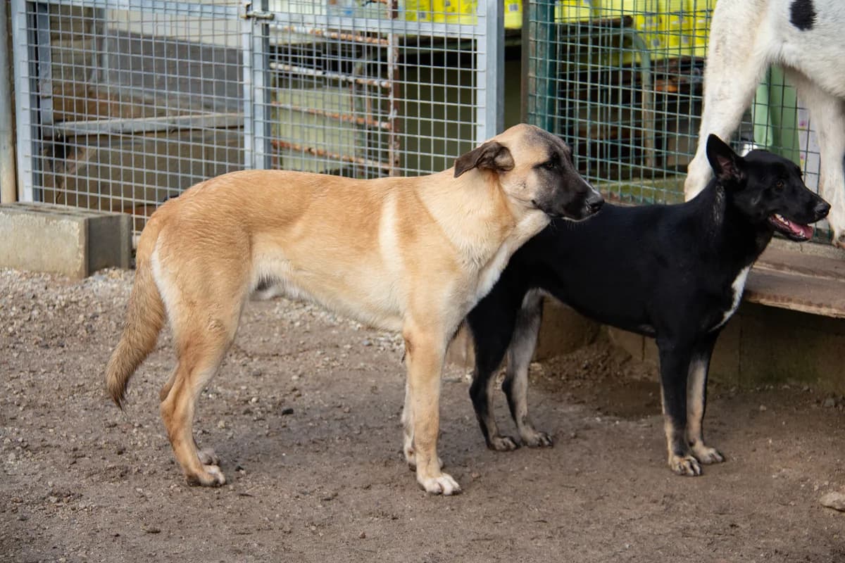 Torx, male Mixed Breed for adoption at Melampo, Melampo photo 4