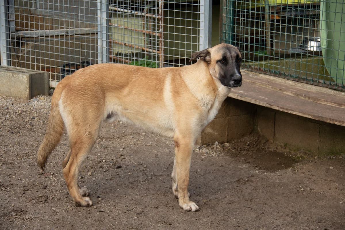 Torx, male Mixed Breed for adoption at Melampo, Melampo photo 5