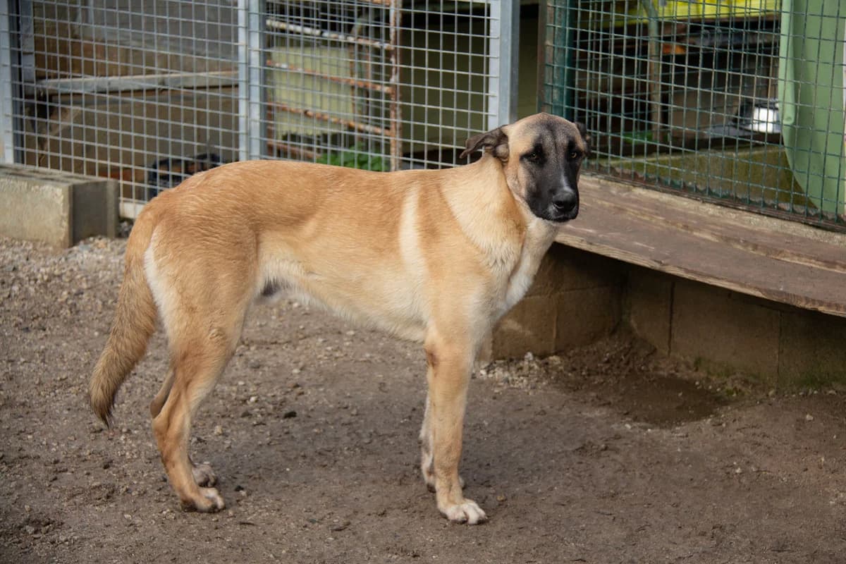 Torx, male Mixed Breed for adoption at Melampo, Melampo photo 6