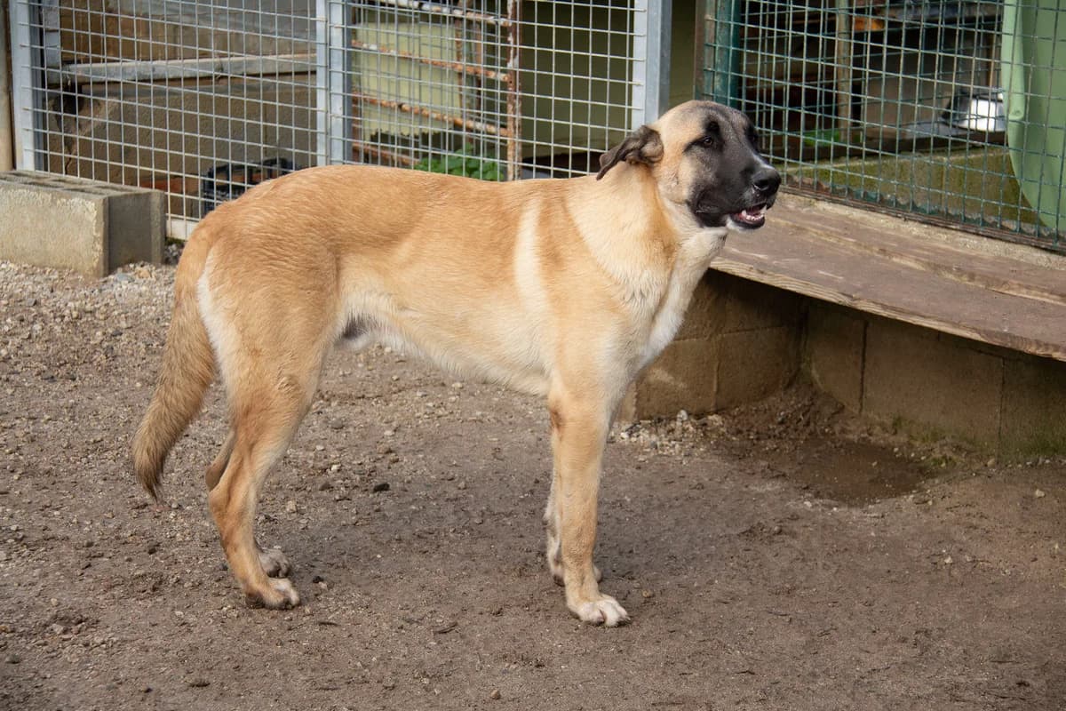 Torx, male Mixed Breed for adoption at Melampo, Melampo photo 7