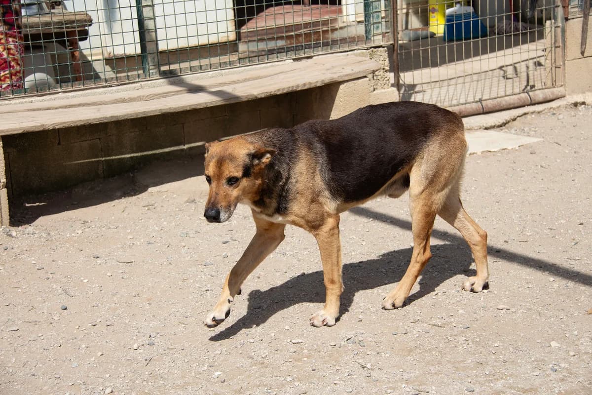Txistu, male senior German Shepherd for adoption at Melampo, Melampo