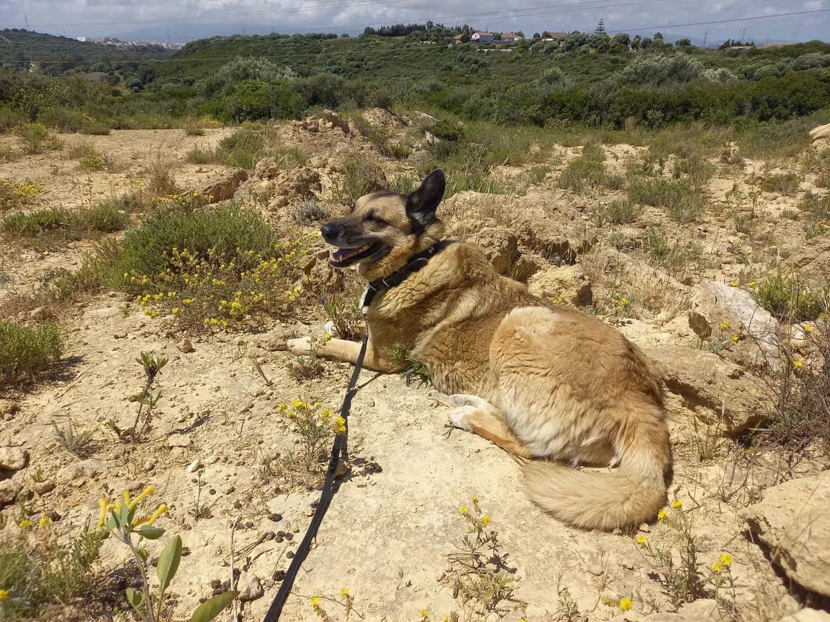 Vilma, female German Shepherd for adoption at Melampo, Melampo photo 3