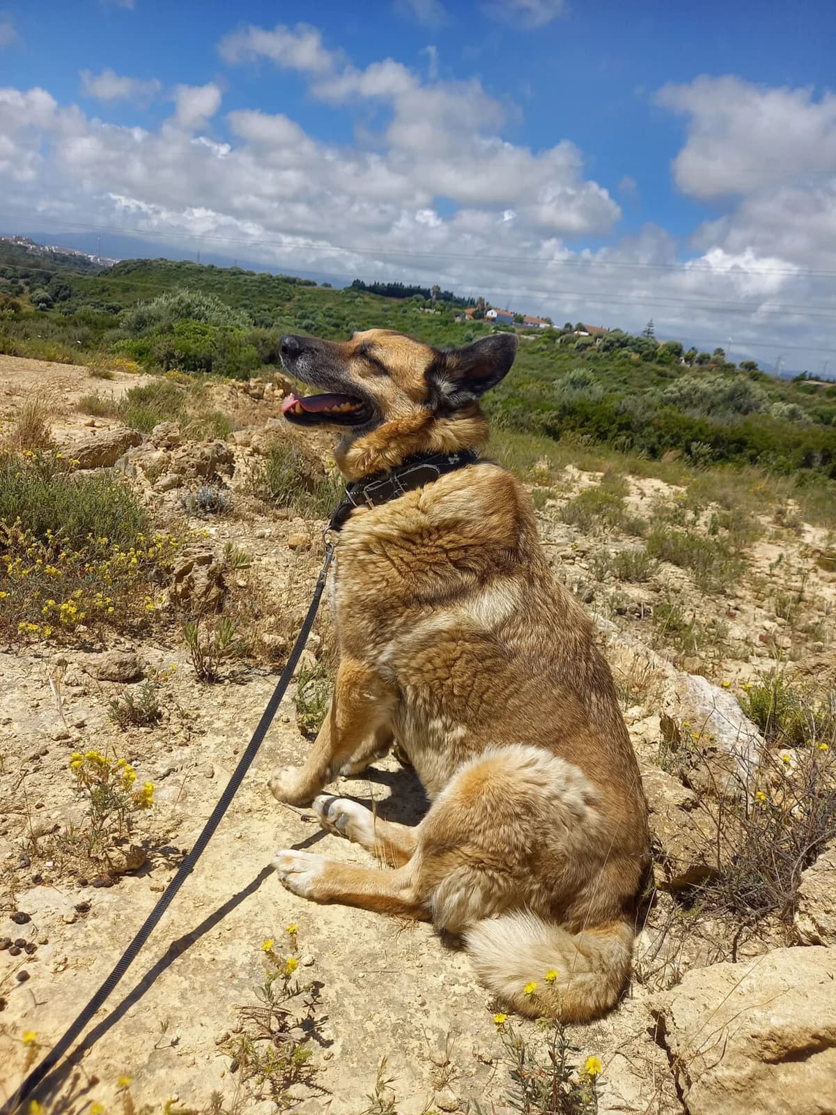 Vilma, female German Shepherd for adoption at Melampo, Melampo photo 4
