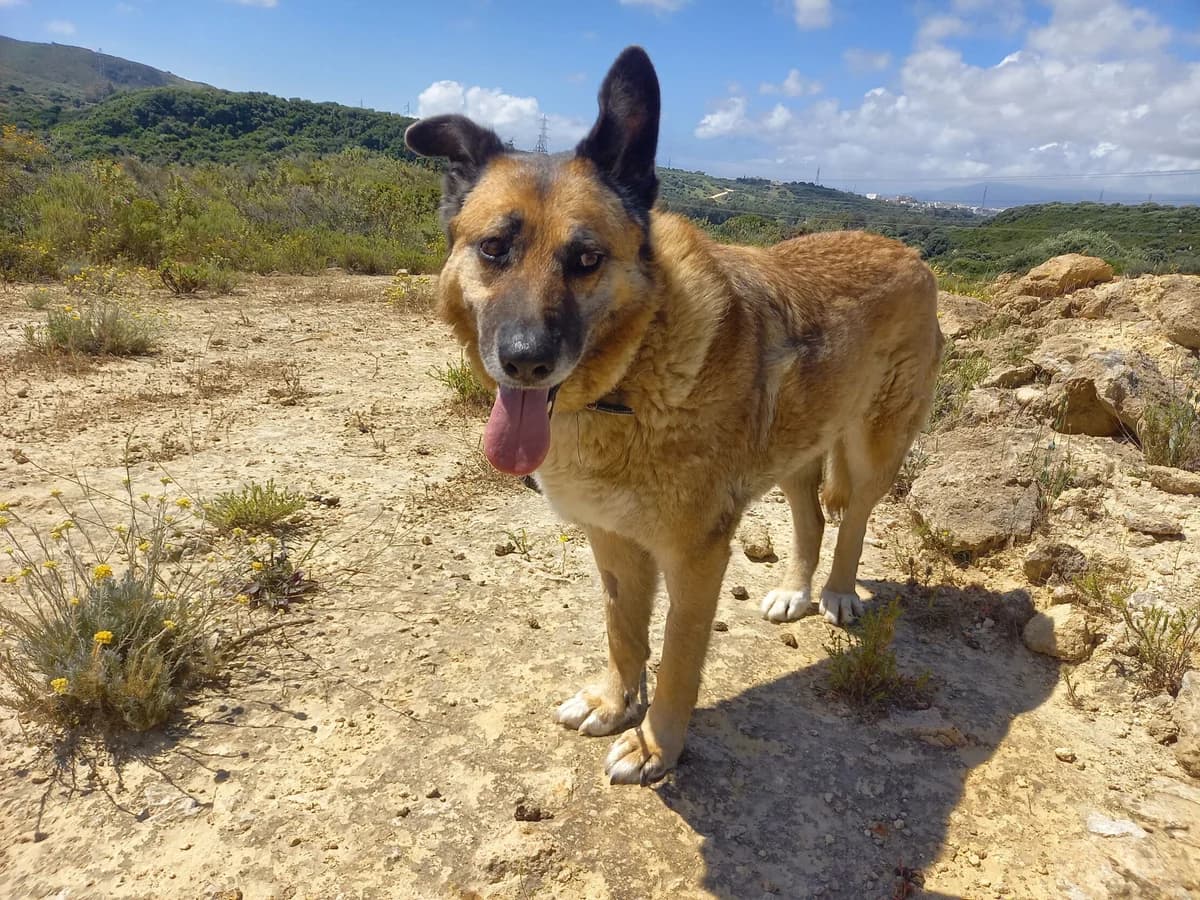 Vilma, female German Shepherd for adoption at Melampo, Melampo photo 5