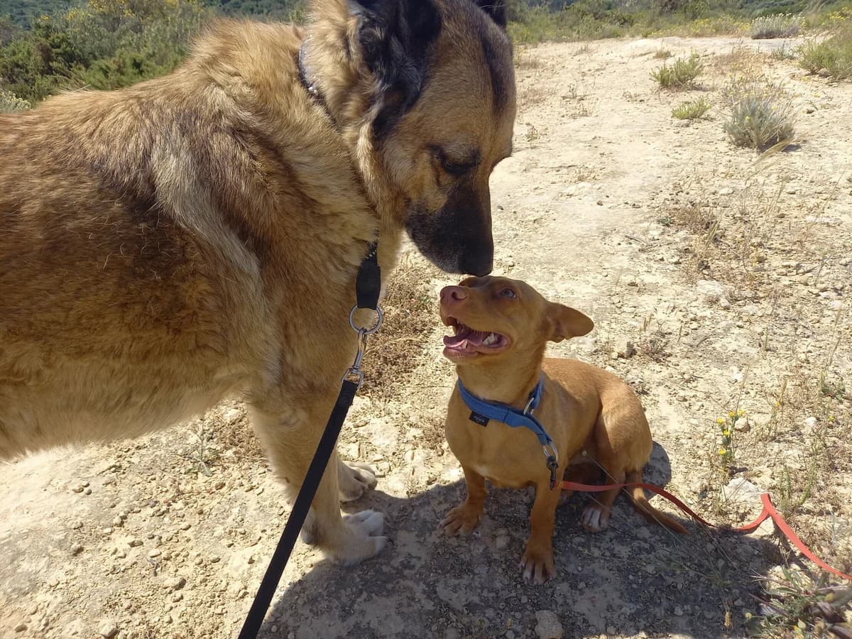 Vilma, female German Shepherd for adoption at Melampo, Melampo photo 6