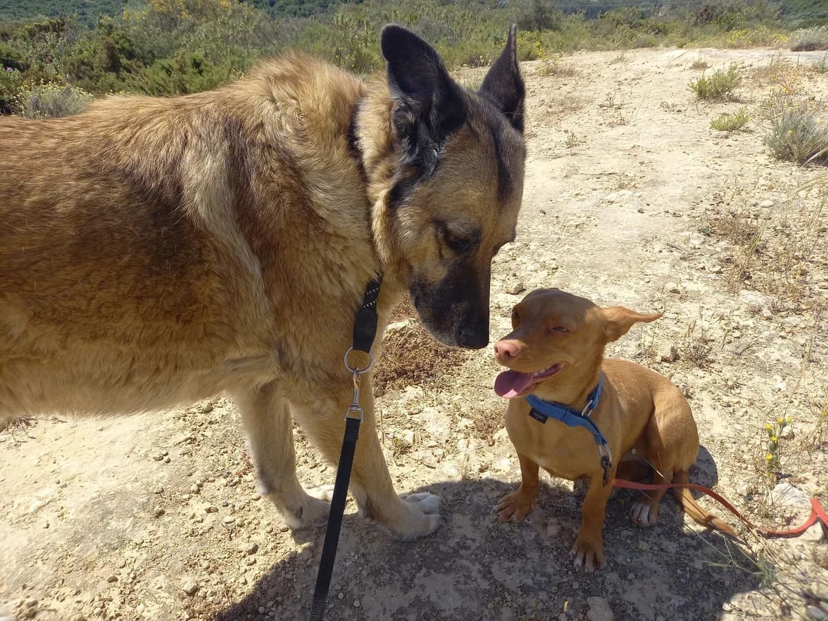 Vilma, female German Shepherd for adoption at Melampo, Melampo photo 7