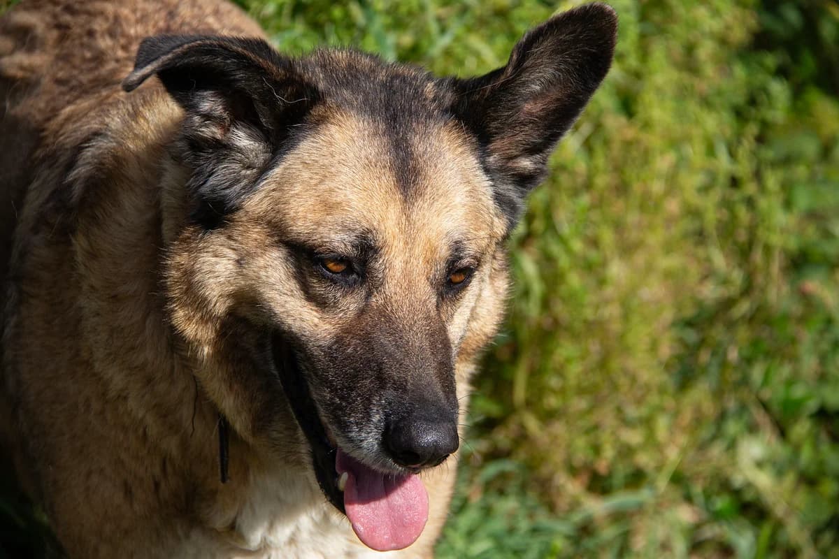 Vilma, female German Shepherd for adoption at Melampo, Melampo photo 8