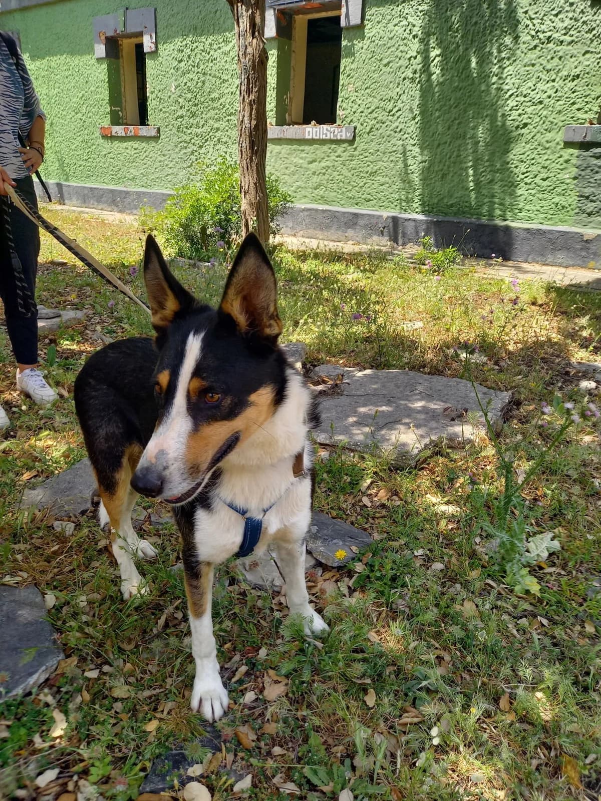 Wasabi, male Mixed Breed for adoption at Melampo, Melampo photo 3