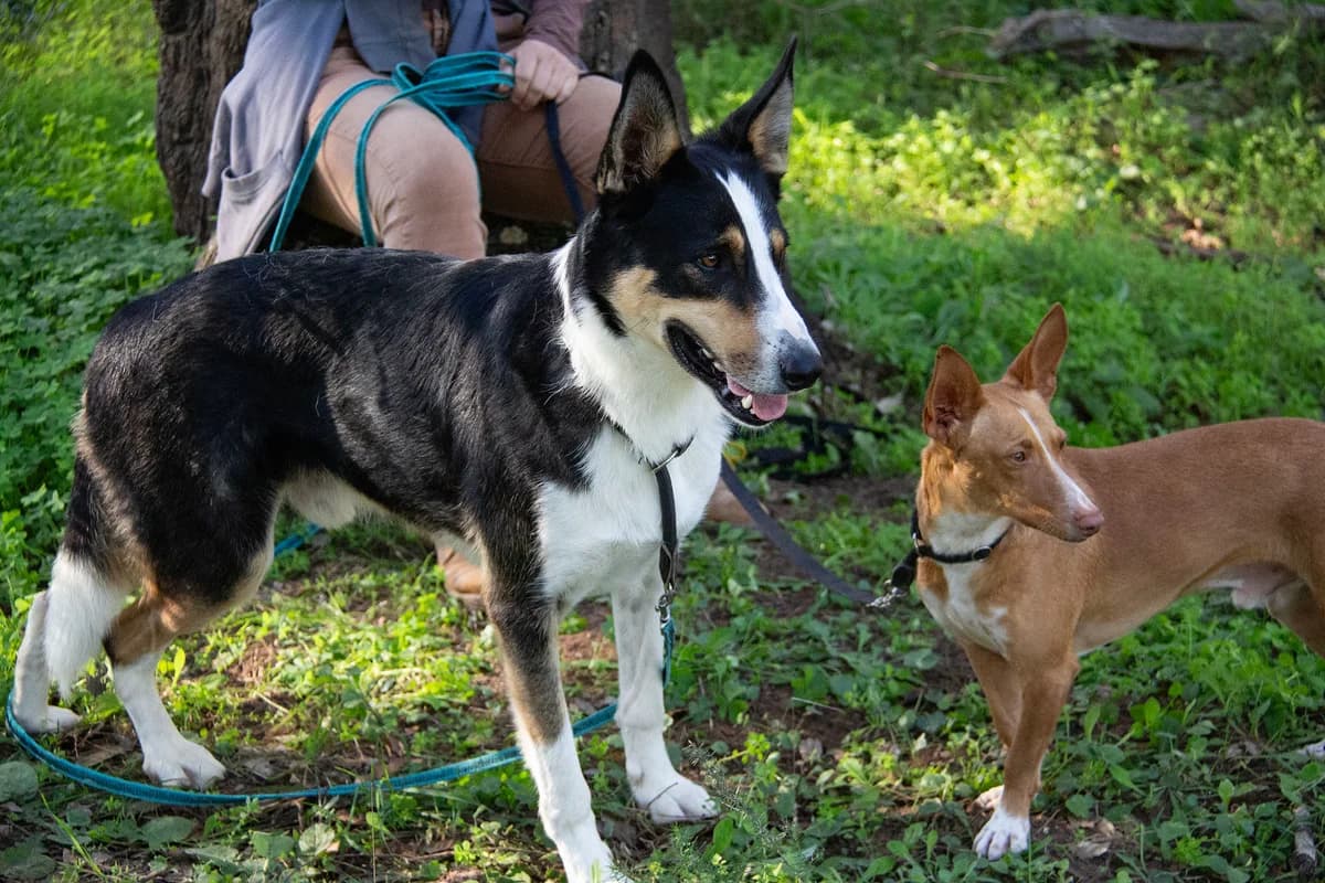 Wasabi, male Mixed Breed for adoption at Melampo, Melampo photo 4