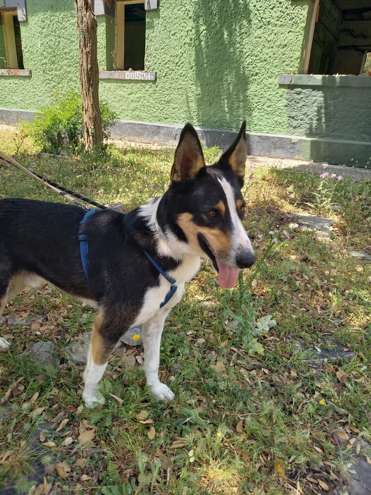 Wasabi, male Mixed Breed for adoption at Melampo, Melampo photo 5